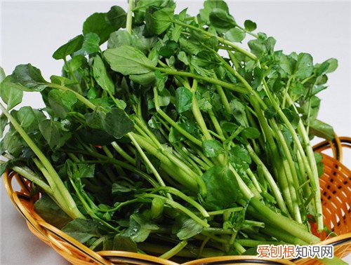豆瓣菜是什么菜 豆瓣菜多少钱一斤