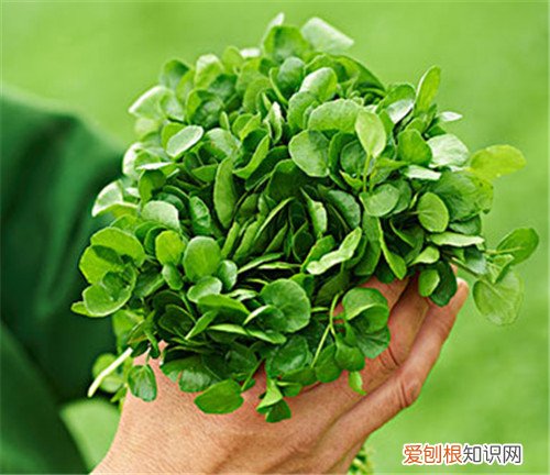 豆瓣菜是什么菜 豆瓣菜多少钱一斤