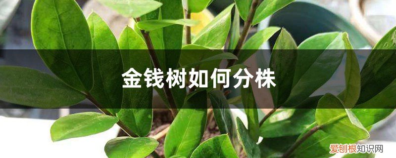 金钱树怎么样截枝培育 金钱树如何分株