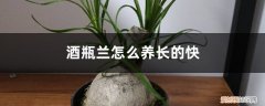 酒瓶兰可以长多高 酒瓶兰怎么养长得快，家养能长多高