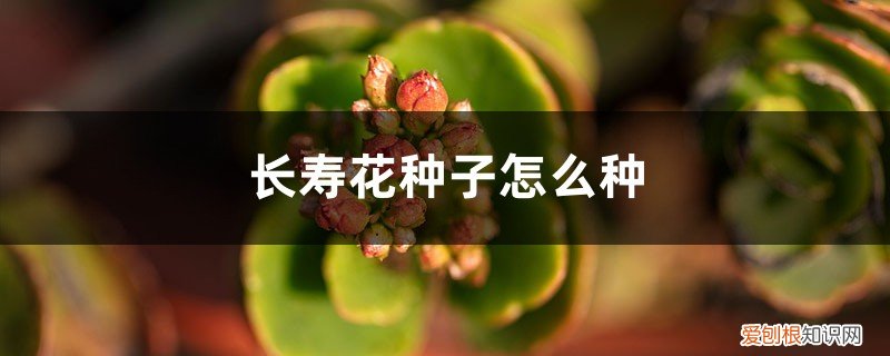 长寿花种子什么样子 长寿花种子怎么种