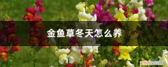 金鱼草冬天怎么养,怎么修剪视频 金鱼草冬天怎么养，怎么修剪
