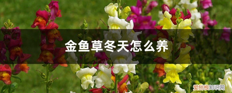 金鱼草冬天怎么养,怎么修剪视频 金鱼草冬天怎么养，怎么修剪