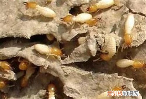 白蚁的危害大不大 请人清除白蚁一般要多少钱