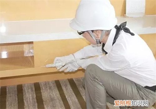白蚁的危害大不大 请人清除白蚁一般要多少钱