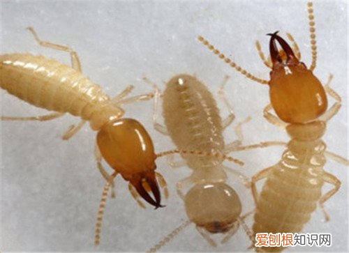 白蚁的危害大不大 请人清除白蚁一般要多少钱