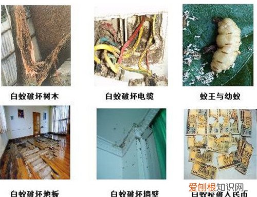 白蚁的危害大不大 请人清除白蚁一般要多少钱