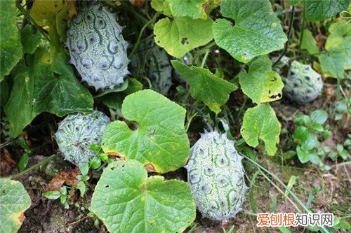 火参果种子应该怎样留 自留种怎样定植