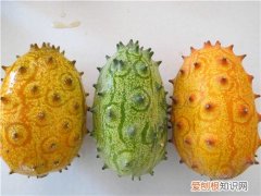 火参果种子应该怎样留 自留种怎样定植