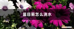 蓝目菊可以水培吗 蓝目菊怎么浇水