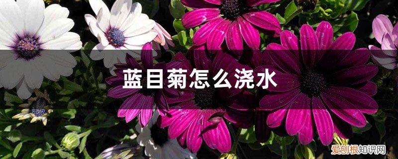 蓝目菊可以水培吗 蓝目菊怎么浇水