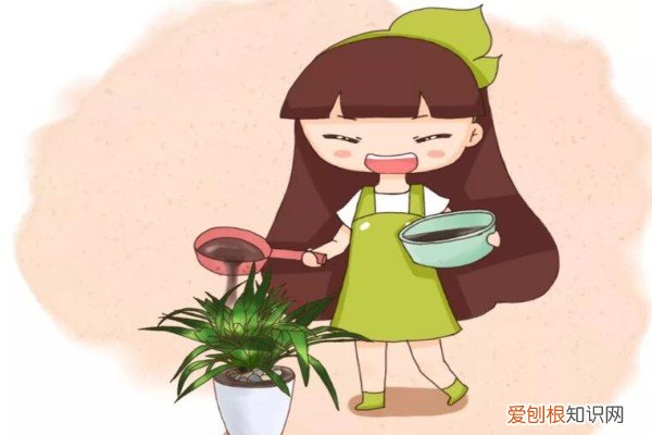 白醋加水浇花治黄叶吗 给花喝点醋，5天黄叶变绿叶，效果堪比“神仙水”！