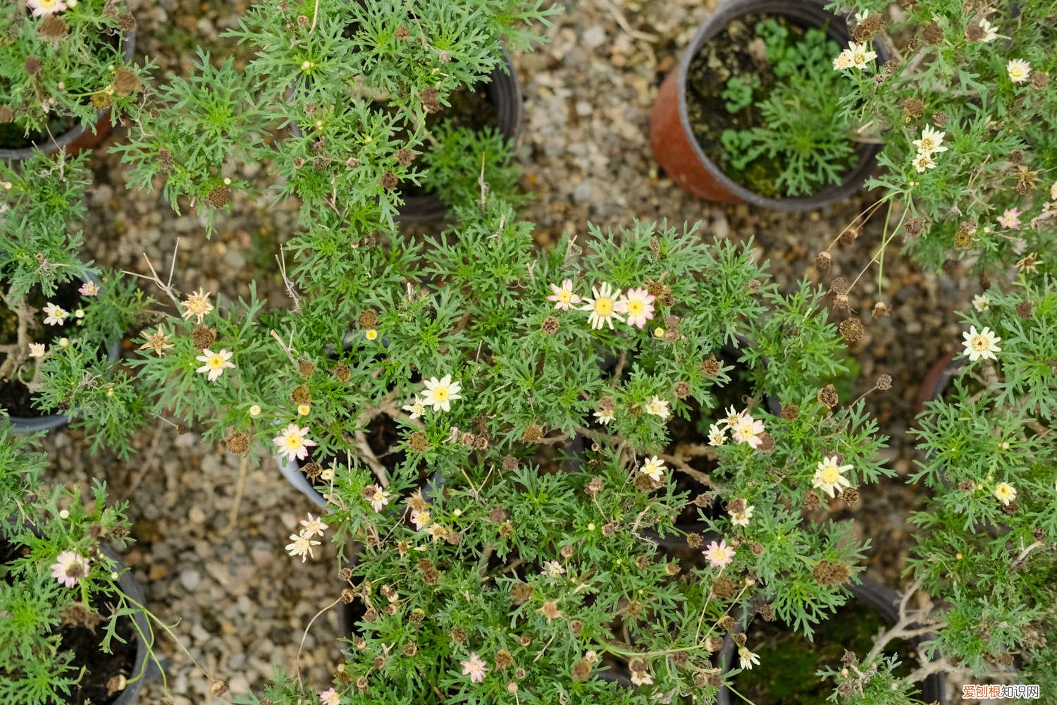 菊花春天养殖方法 菊花春天怎么养
