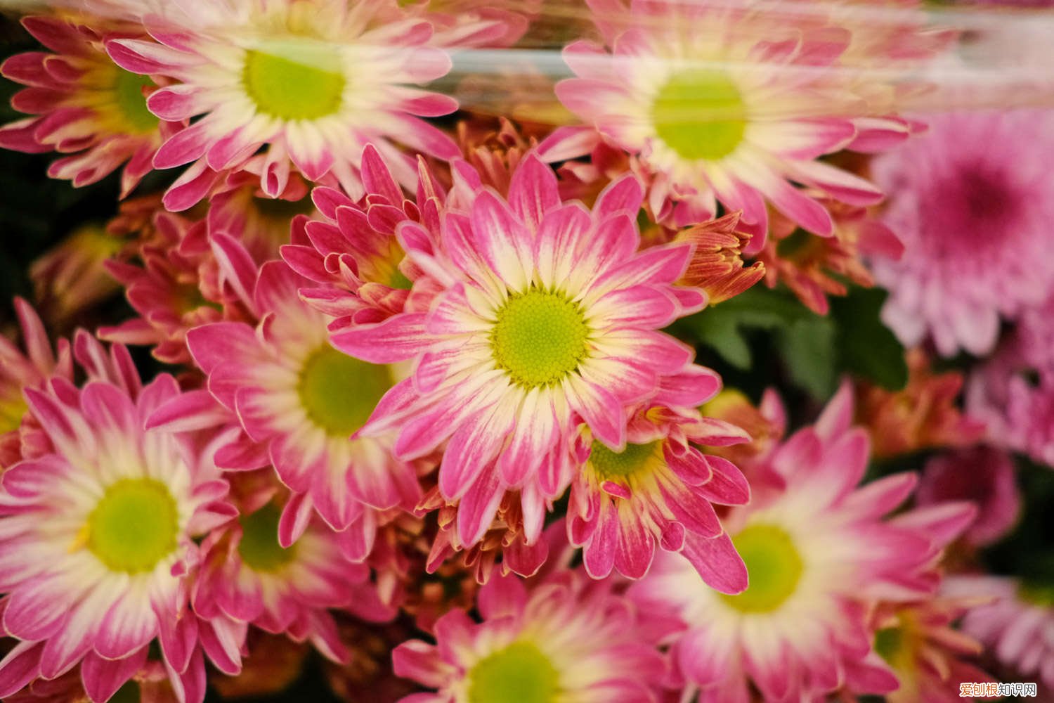 菊花春天养殖方法 菊花春天怎么养