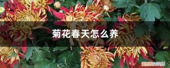 菊花春天养殖方法 菊花春天怎么养