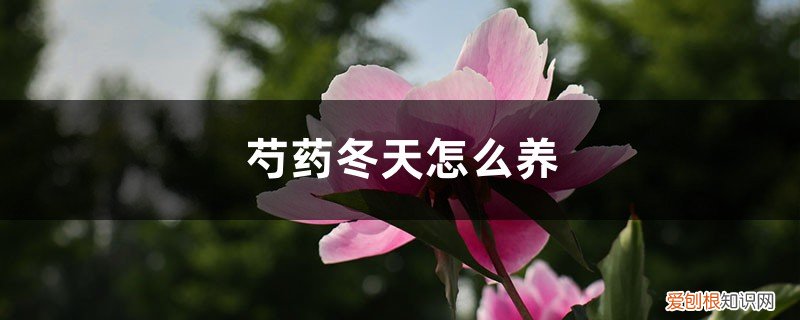 芍药冬天怎么养殖 芍药冬天怎么养