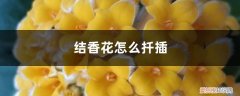 结香花怎么扦插,什么时候扦插好 结香花怎么扦插，什么时候扦插