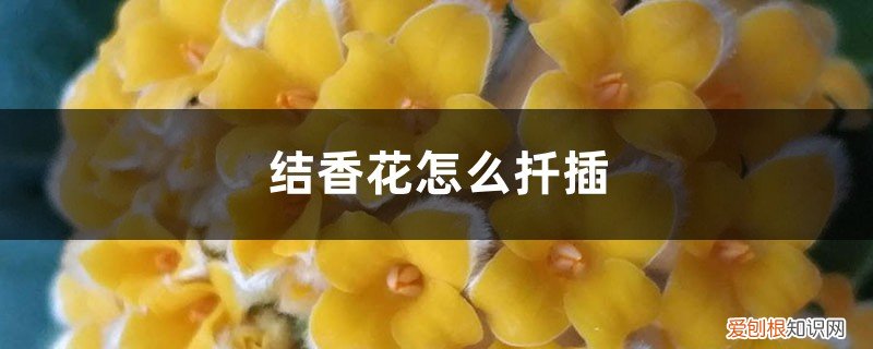 结香花怎么扦插,什么时候扦插好 结香花怎么扦插，什么时候扦插