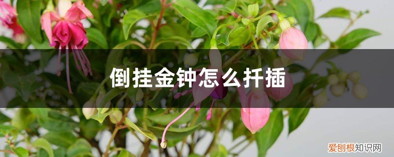 倒挂金钟花什么时候扦插 倒挂金钟怎么扦插，几月份扦插