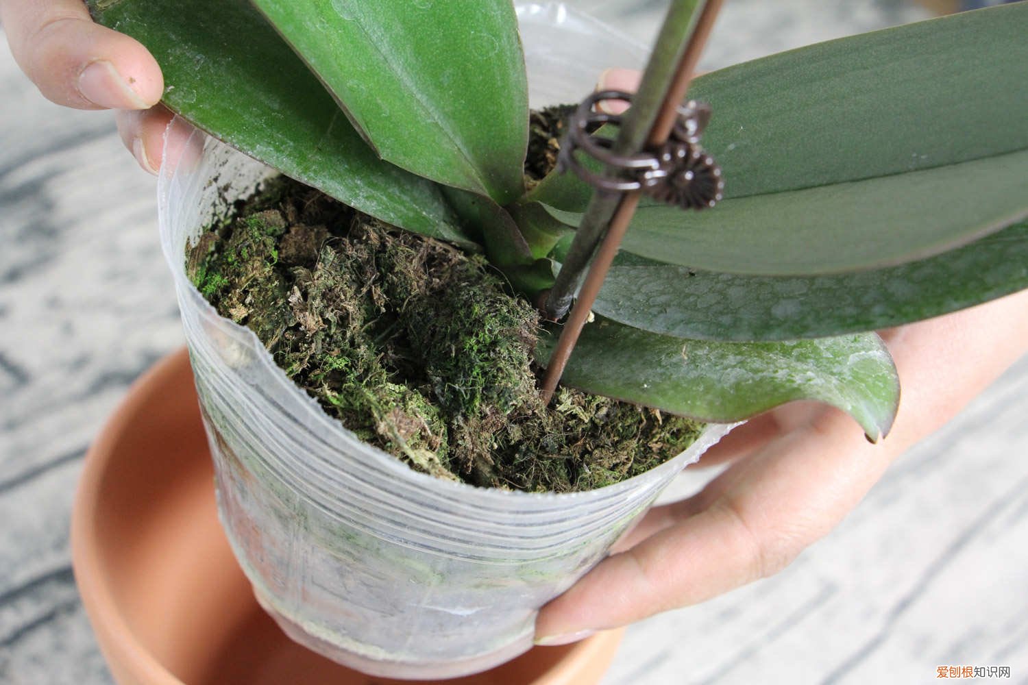蝴蝶兰花枝断了 扔掉的蝴蝶兰剪一刀，花朵咕噜咕噜冒，邻居争着抢着要！
