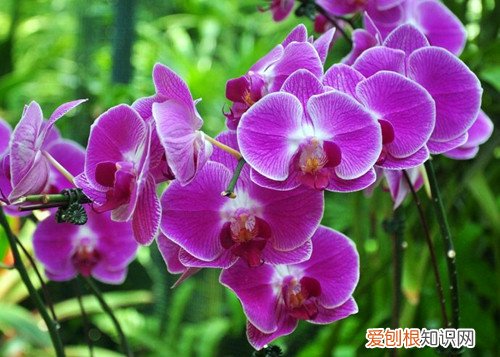 新加坡国花图片及介绍新加坡国花代表着哪些含义