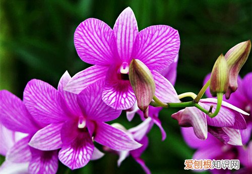 新加坡国花图片及介绍新加坡国花代表着哪些含义