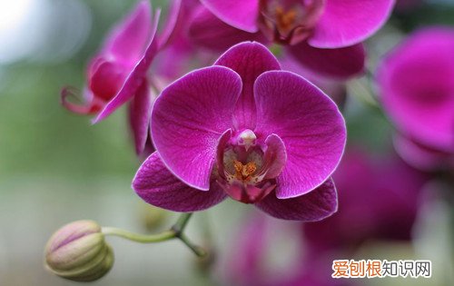 新加坡国花图片及介绍新加坡国花代表着哪些含义