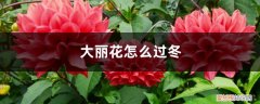 大丽花的根茎冬天怎么保存 大丽花怎么过冬，冬天用挖出来吗