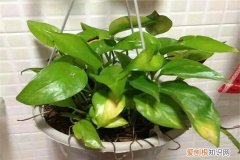 自制氮磷钾花肥 氮磷钾肥还用花钱买？自己做方便又便宜，用了花苞呼呼冒！
