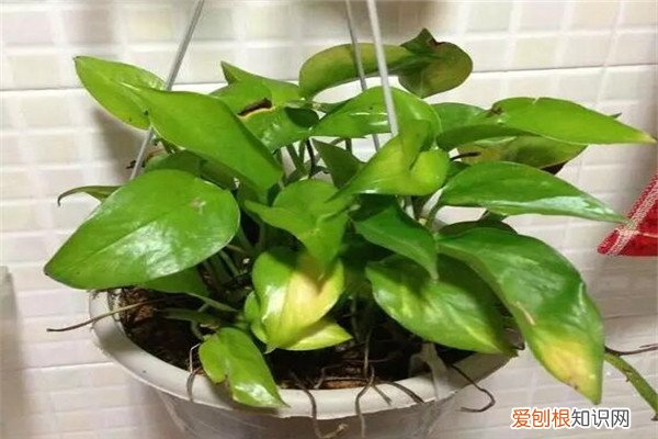 自制氮磷钾花肥 氮磷钾肥还用花钱买？自己做方便又便宜，用了花苞呼呼冒！