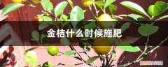 金桔什么时候施肥最好 金桔什么时候施肥