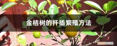 金桔树能扦插繁殖 金桔树的扦插繁殖方法