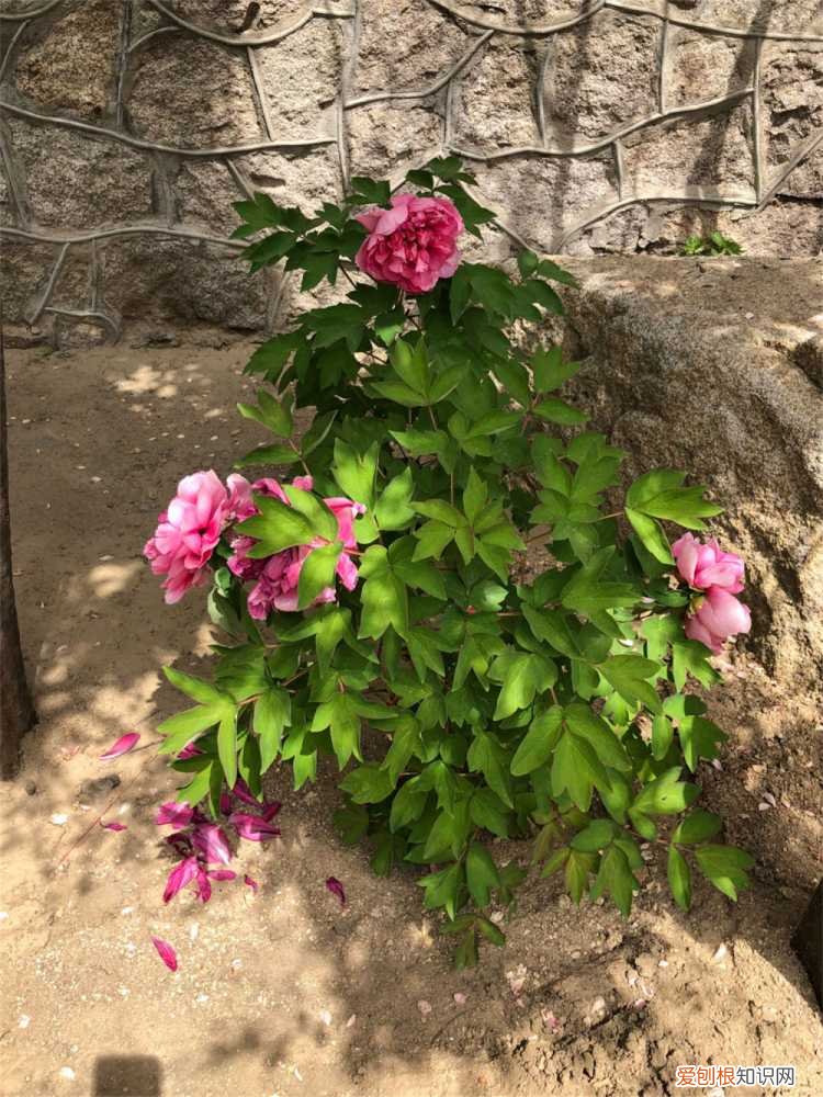 盆栽牡丹花用什么土栽最好 牡丹花用什么土栽好