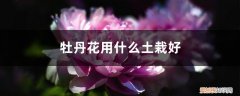 盆栽牡丹花用什么土栽最好 牡丹花用什么土栽好