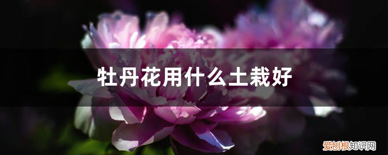 盆栽牡丹花用什么土栽最好 牡丹花用什么土栽好