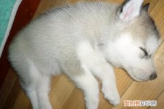 幼犬晚上不睡觉怎么办 幼犬晚上精力旺盛