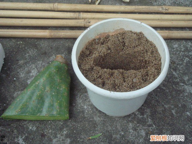 仙人掌怎么种 养殖仙人掌的注意事项