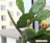 仙人掌怎么种 养殖仙人掌的注意事项