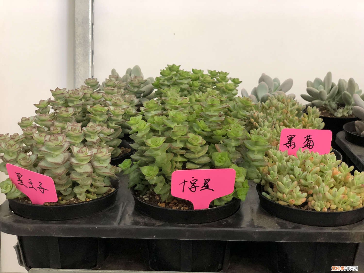 多肉可以给叶子喷水吗 这5种多肉，千万别往叶片喷水，否则喷一盆烂一盆！