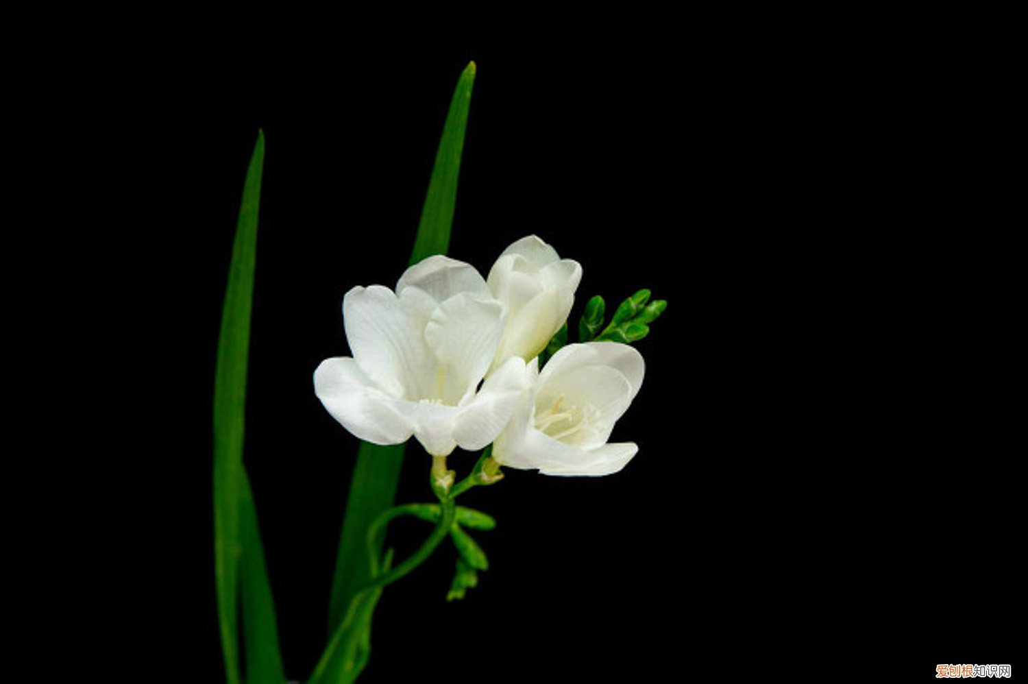 香雪兰一年开几次花呢 香雪兰一年开几次花