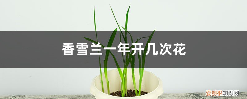 香雪兰一年开几次花呢 香雪兰一年开几次花