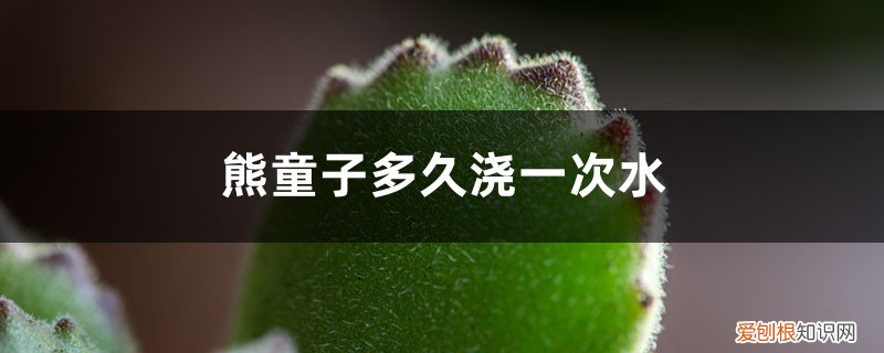 熊童子夏天多久浇一次水 熊童子多久浇一次水