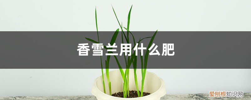 香雪兰生长期用啥肥 香雪兰用什么肥