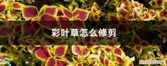 彩叶草怎么修剪,怎么繁殖 彩叶草怎么修剪，怎么繁殖