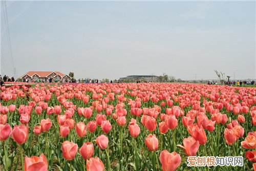 郁金香代表什么 郁金香送礼怎样送合适
