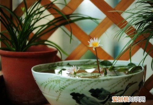 碗莲如何种植 碗莲叶子发黑是什么原因