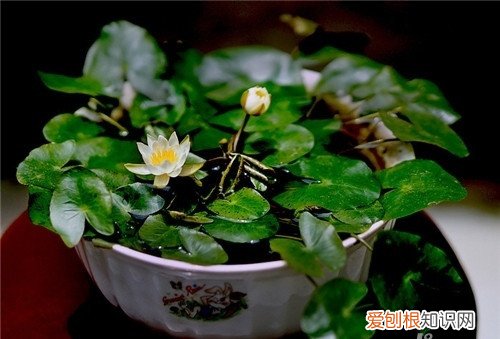 碗莲如何种植 碗莲叶子发黑是什么原因