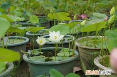碗莲如何种植 碗莲叶子发黑是什么原因