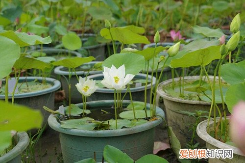 碗莲如何种植 碗莲叶子发黑是什么原因
