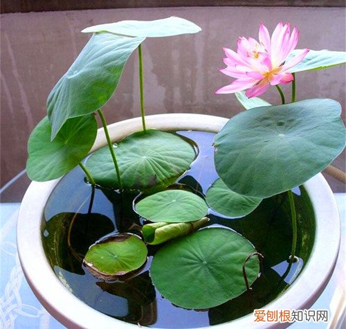 碗莲如何种植 碗莲叶子发黑是什么原因